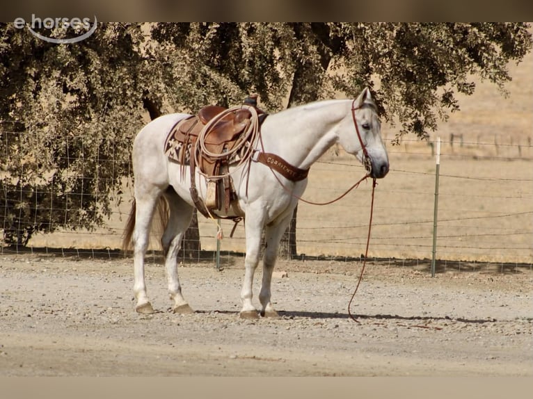 American Quarter Horse Wallach 14 Jahre 152 cm Schimmel in Tres Pinos