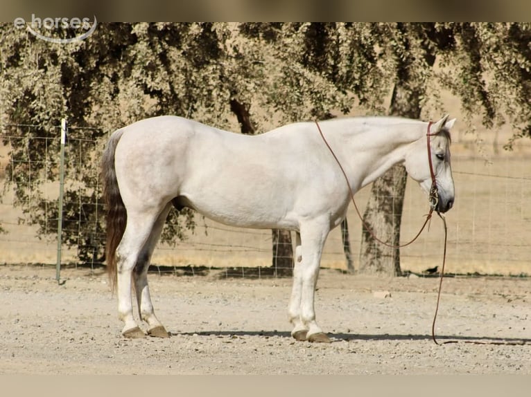 American Quarter Horse Wallach 14 Jahre 152 cm Schimmel in Tres Pinos