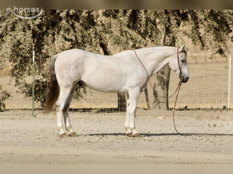 American Quarter Horse Wallach 14 Jahre 152 cm Schimmel in Tres Pinos