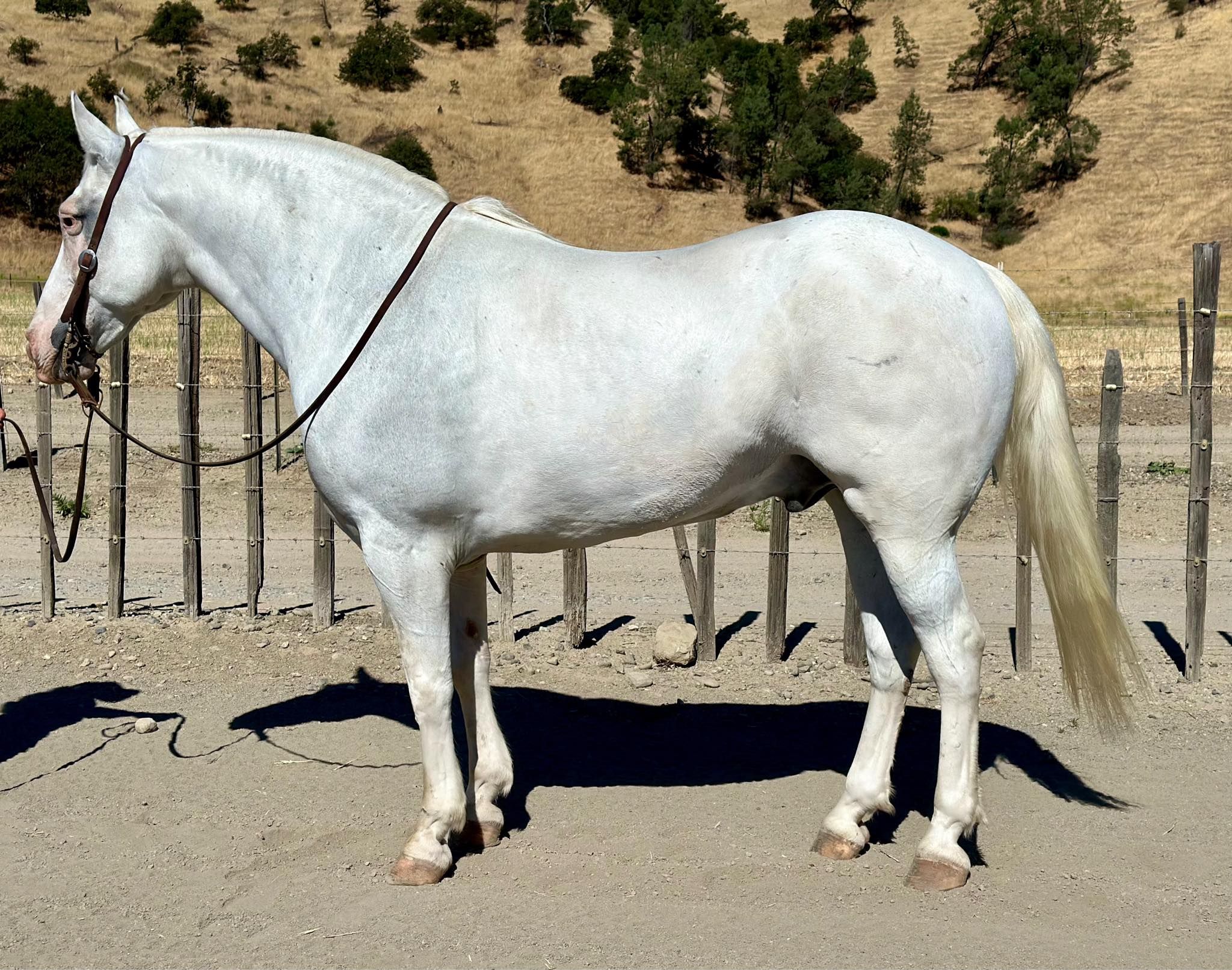 American Quarter Horse Wallach 14 Jahre 152 cm Schimmel in Bitterwater CA