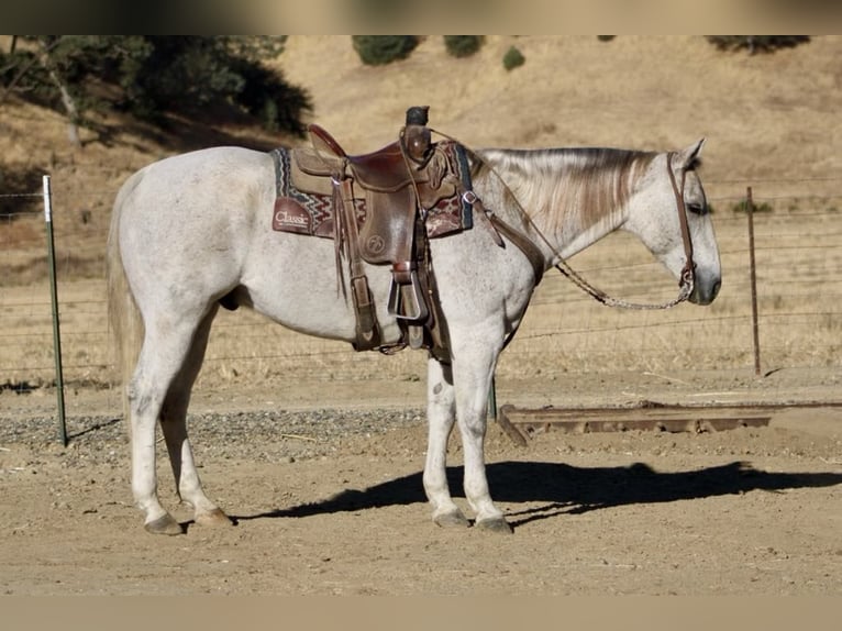 American Quarter Horse Wallach 14 Jahre 152 cm Schimmel in Paicines CA