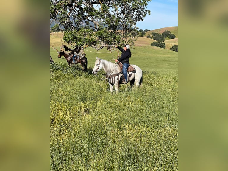 American Quarter Horse Wallach 14 Jahre 152 cm Schimmel in Paicines CA