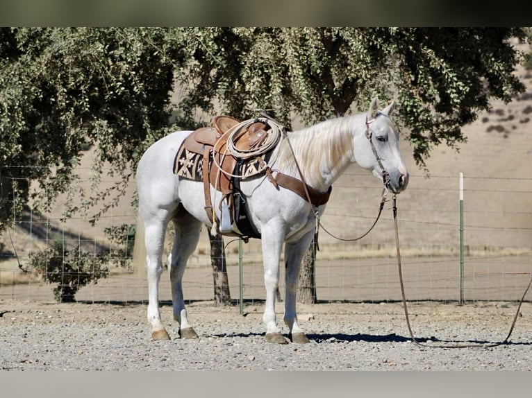 American Quarter Horse Wallach 14 Jahre 152 cm Schimmel in Paicines CA