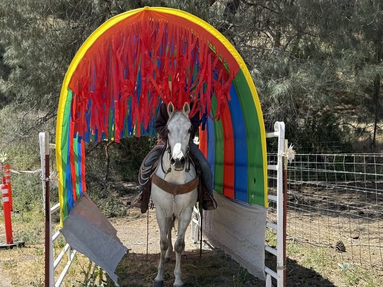 American Quarter Horse Wallach 14 Jahre 152 cm Schimmel in Paicines CA