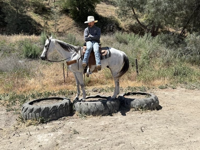 American Quarter Horse Wallach 14 Jahre 152 cm Schimmel in Paicines CA