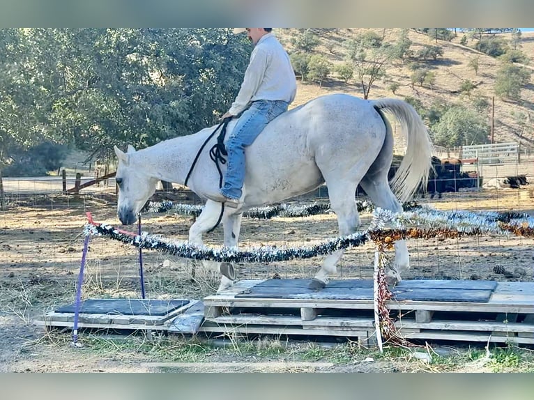 American Quarter Horse Wallach 14 Jahre 152 cm Schimmel in Paicines CA