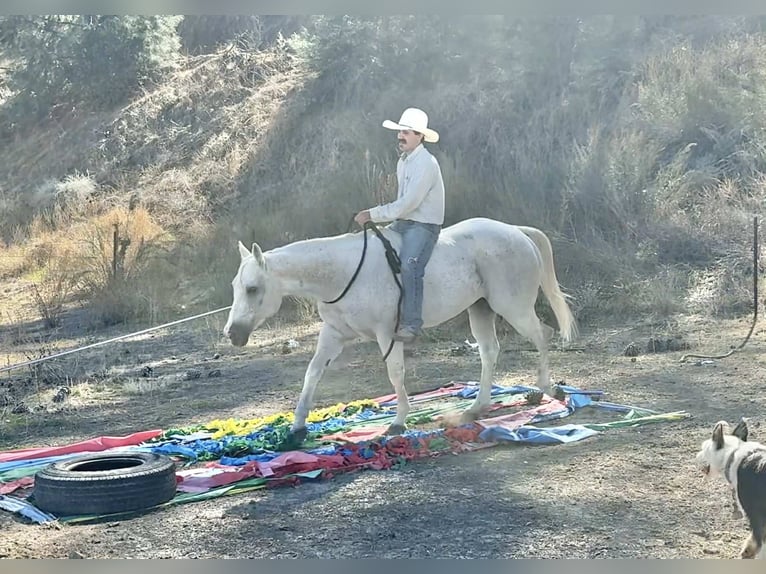 American Quarter Horse Wallach 14 Jahre 152 cm Schimmel in Paicines CA