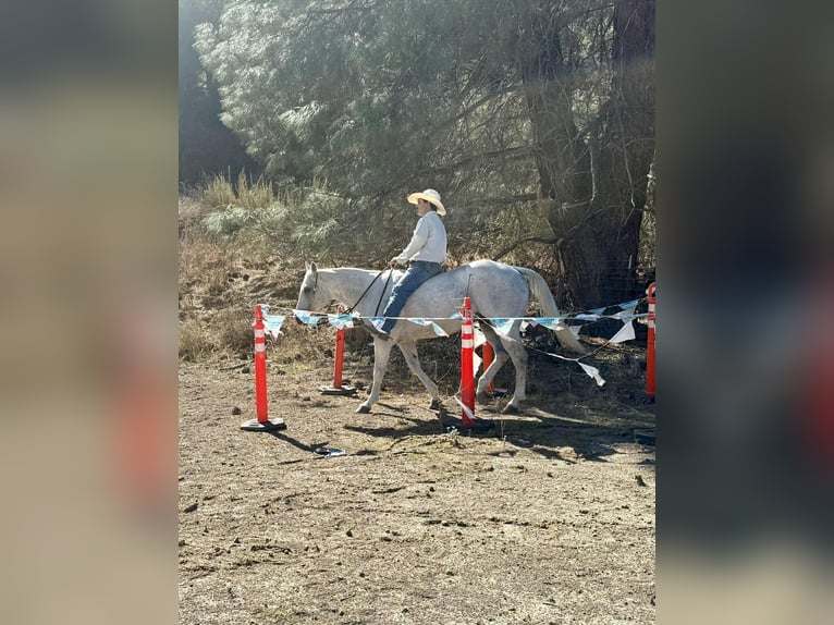 American Quarter Horse Wallach 14 Jahre 152 cm Schimmel in Paicines CA