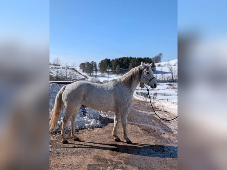American Quarter Horse Wallach 14 Jahre 152 cm Schimmel in Ringgold