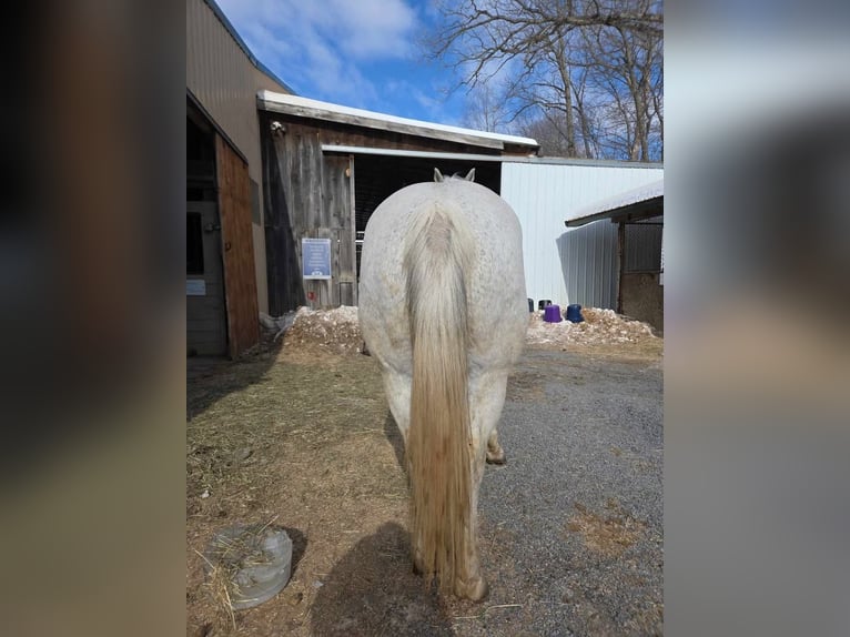 American Quarter Horse Wallach 14 Jahre 152 cm Schimmel in Ringgold