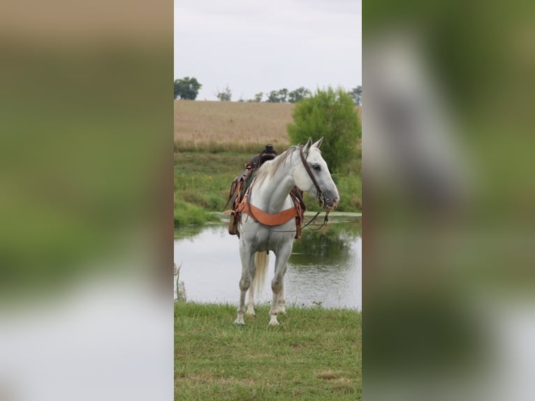 American Quarter Horse Wallach 14 Jahre 152 cm Schimmel in Charleston