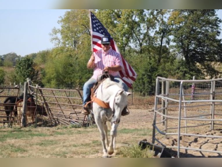 American Quarter Horse Wallach 14 Jahre 152 cm Schimmel in Charleston