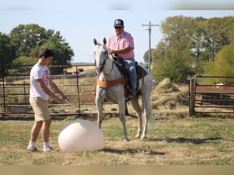 American Quarter Horse Wallach 14 Jahre 152 cm Schimmel in Charleston