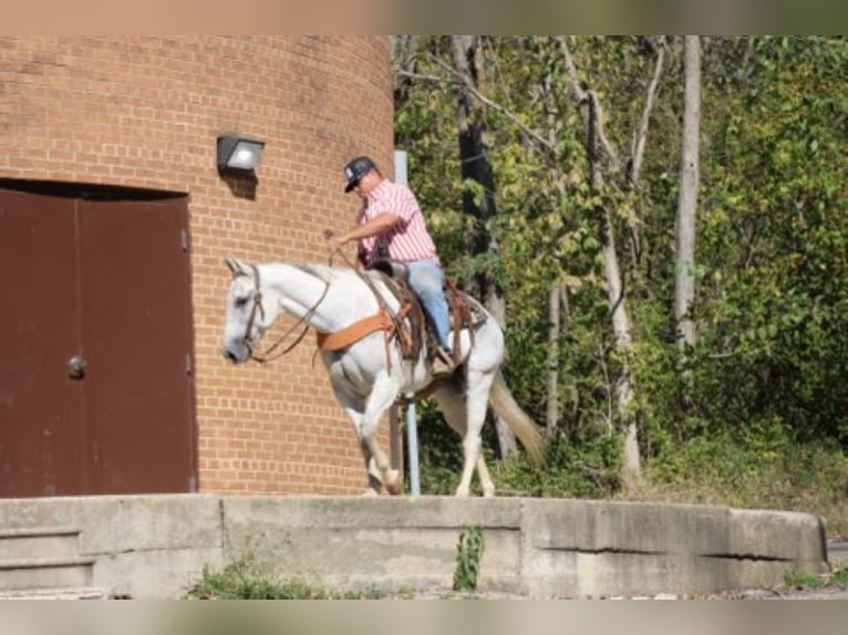 American Quarter Horse Wallach 14 Jahre 152 cm Schimmel in Charleston