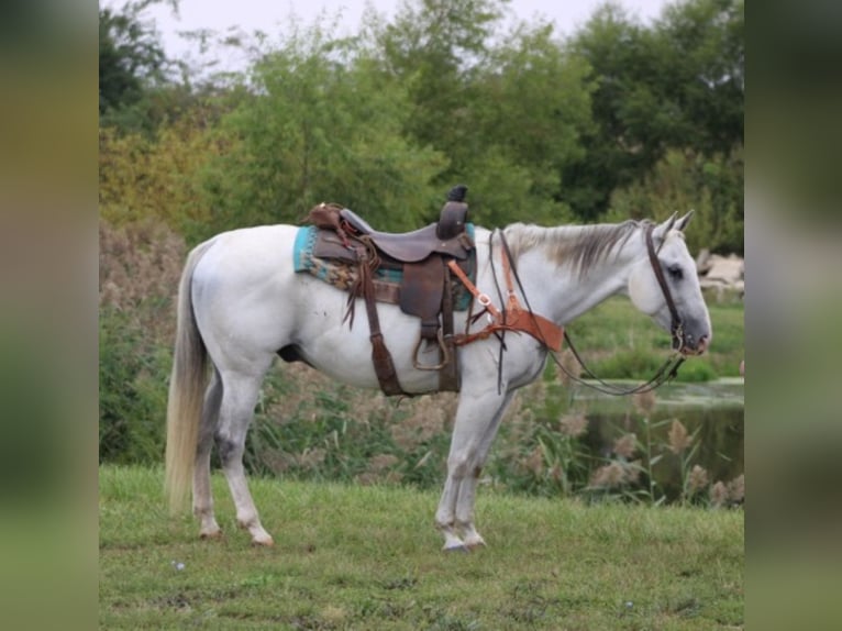 American Quarter Horse Wallach 14 Jahre 152 cm Schimmel in Charleston