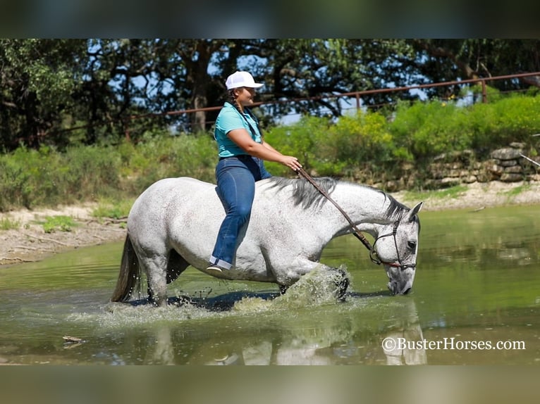 American Quarter Horse Wallach 14 Jahre 152 cm Schimmel in Weatherford TX