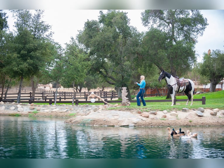 American Quarter Horse Wallach 14 Jahre 152 cm Tobiano-alle-Farben in Murietta  CA