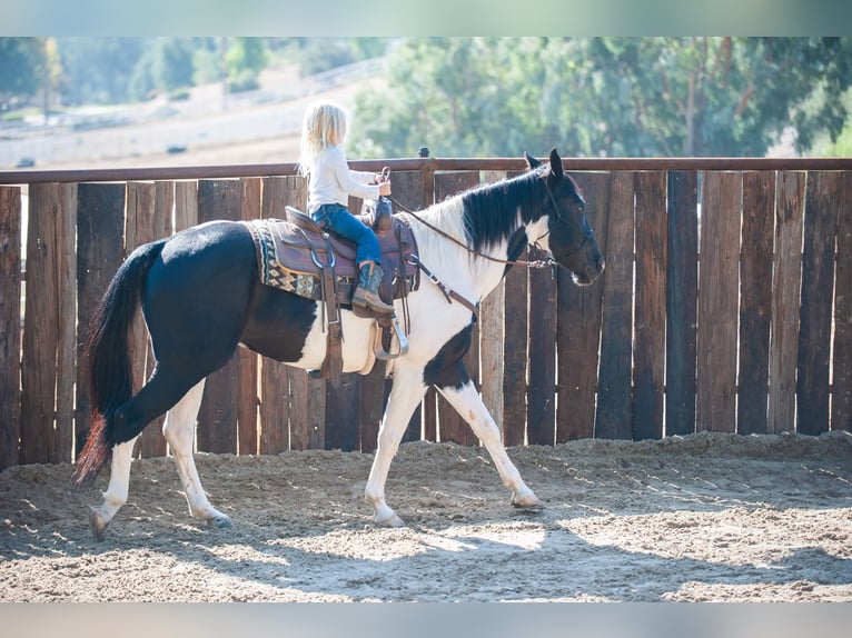 American Quarter Horse Wallach 14 Jahre 152 cm Tobiano-alle-Farben in Murietta  CA