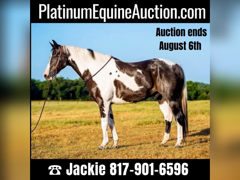 American Quarter Horse Wallach 14 Jahre 152 cm Tobiano-alle-Farben in Lipan TX