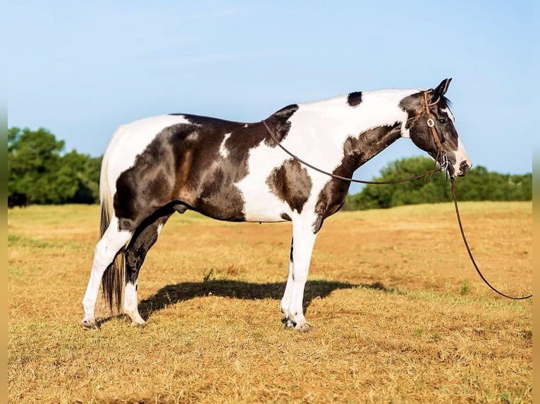 American Quarter Horse Wallach 14 Jahre 152 cm Tobiano-alle-Farben in Lipan TX