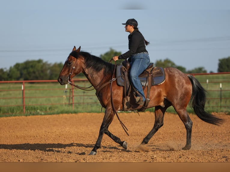 American Quarter Horse Wallach 14 Jahre 152 cm in Granbury TX