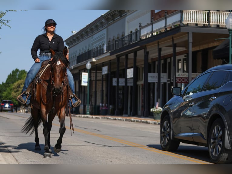 American Quarter Horse Wallach 14 Jahre 152 cm in Granbury TX