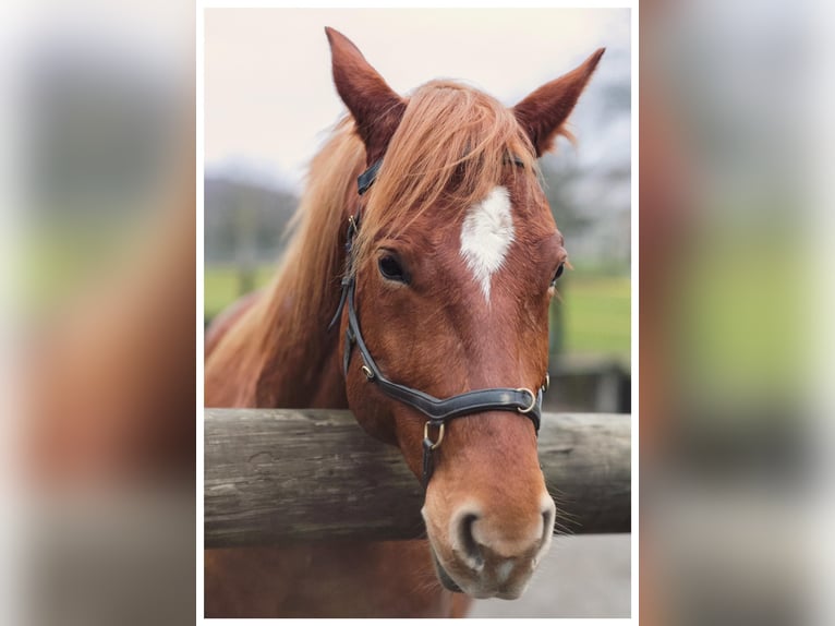 American Quarter Horse Wallach 14 Jahre 153 cm Fuchs in Knœringue