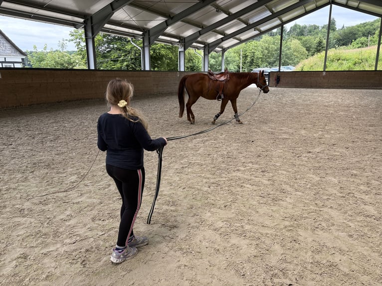 American Quarter Horse Wallach 14 Jahre 153 cm Fuchs in Wermelskirchen