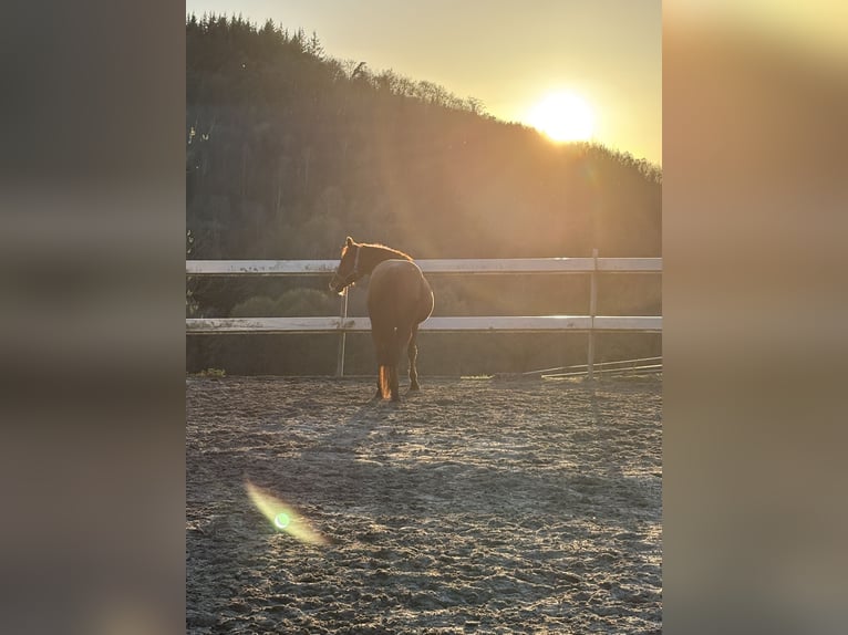 American Quarter Horse Wallach 14 Jahre 153 cm Fuchs in Wermelskirchen