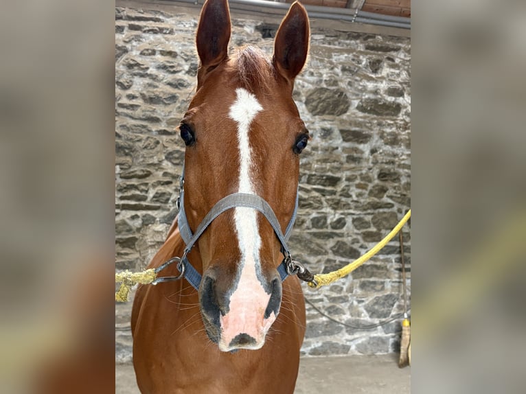 American Quarter Horse Wallach 14 Jahre 153 cm Fuchs in Wermelskirchen