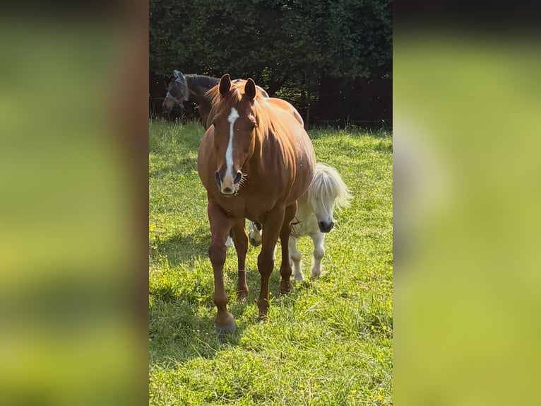 American Quarter Horse Wallach 14 Jahre 153 cm Fuchs in Wermelskirchen