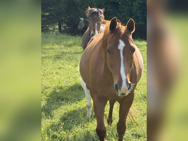 American Quarter Horse Wallach 14 Jahre 153 cm Fuchs in Wermelskirchen