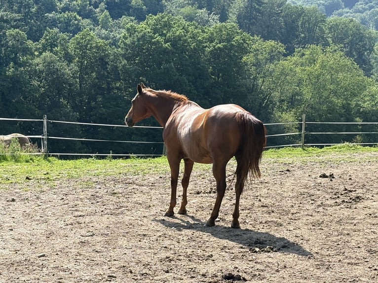 American Quarter Horse Wallach 14 Jahre 153 cm Fuchs in Wermelskirchen