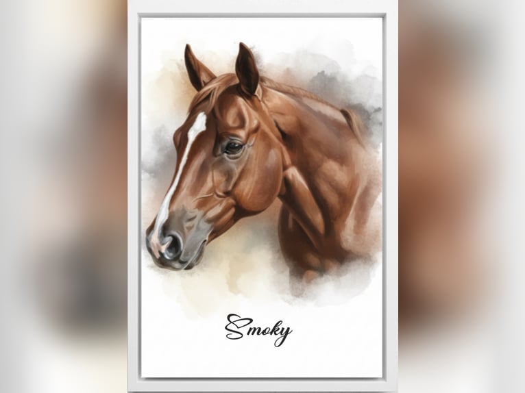 American Quarter Horse Wallach 14 Jahre 153 cm Fuchs in Wermelskirchen