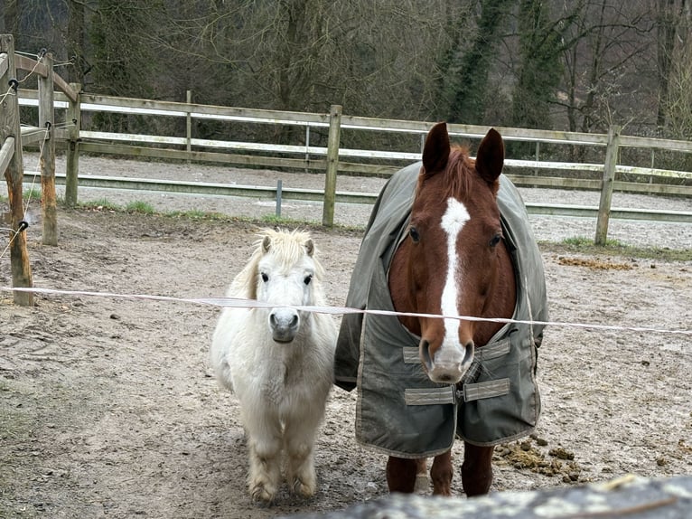 American Quarter Horse Wallach 14 Jahre 153 cm Fuchs in Wermelskirchen
