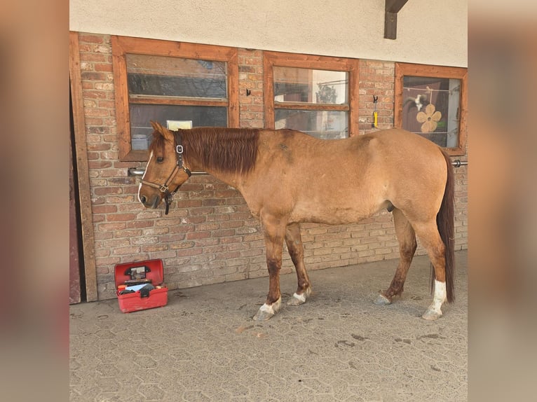 American Quarter Horse Wallach 14 Jahre 153 cm Red Dun in Modautal