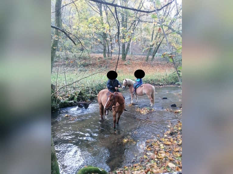 American Quarter Horse Wallach 14 Jahre 153 cm Red Dun in Modautal