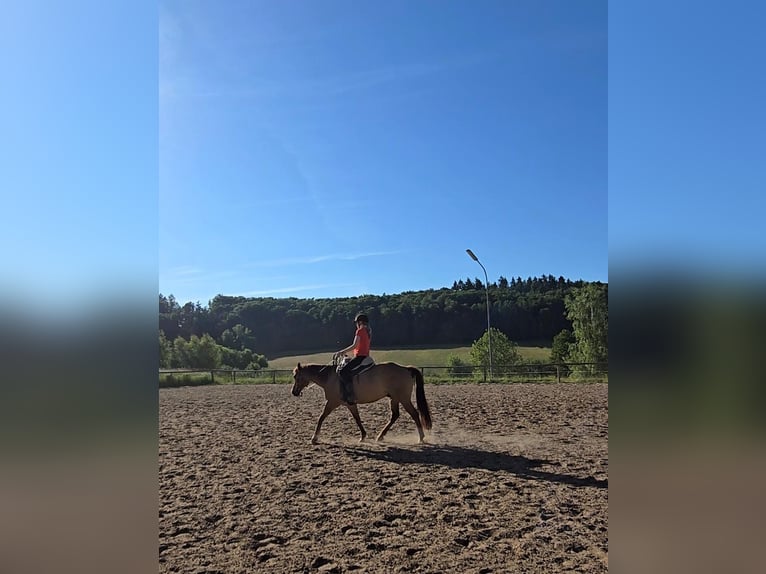 American Quarter Horse Wallach 14 Jahre 153 cm Red Dun in Modautal