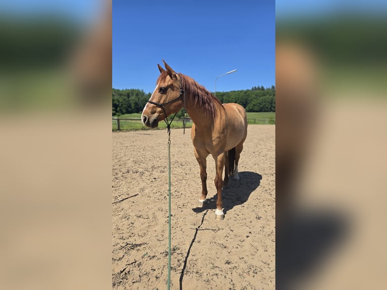 American Quarter Horse Wallach 14 Jahre 153 cm Red Dun in Modautal
