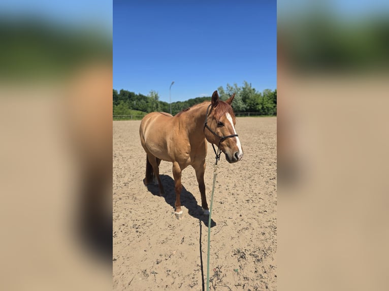 American Quarter Horse Wallach 14 Jahre 153 cm Red Dun in Modautal
