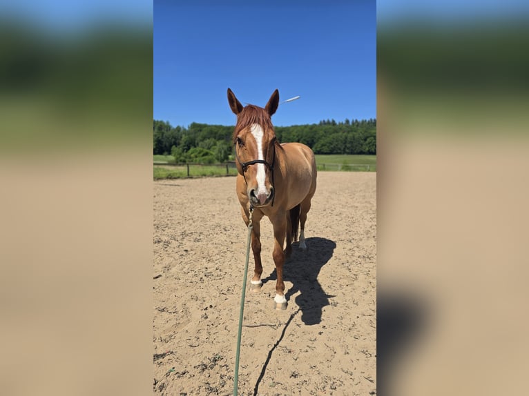American Quarter Horse Wallach 14 Jahre 153 cm Red Dun in Modautal