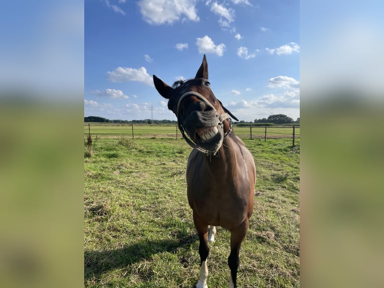 American Quarter Horse Mix Wallach 14 Jahre 153 cm Schecke in Hatten