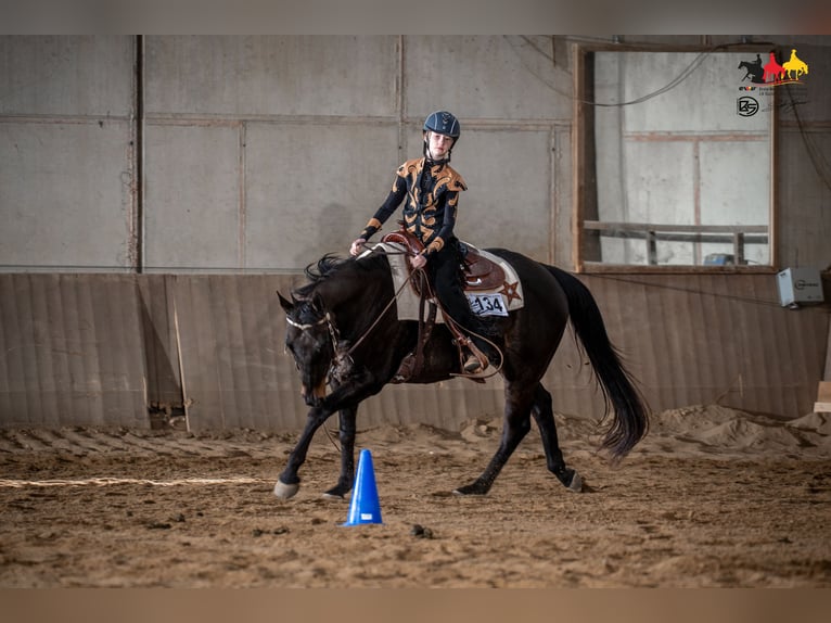 American Quarter Horse Wallach 14 Jahre 154 cm Dunkelbrauner in Korntal-Münchingen