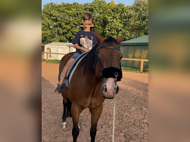American Quarter Horse Wallach 14 Jahre 155 cm Brauner in Bad Neustadt an der Saale