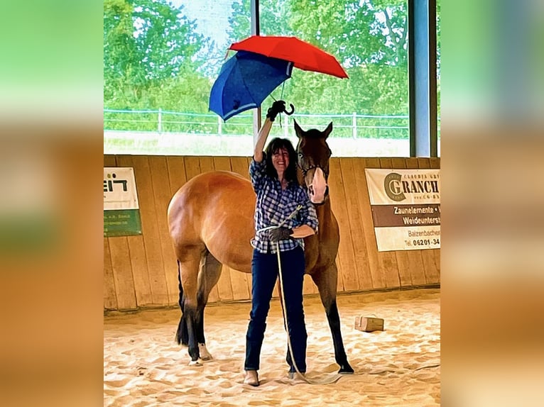 American Quarter Horse Wallach 14 Jahre 155 cm Brauner in Bad Neustadt an der Saale