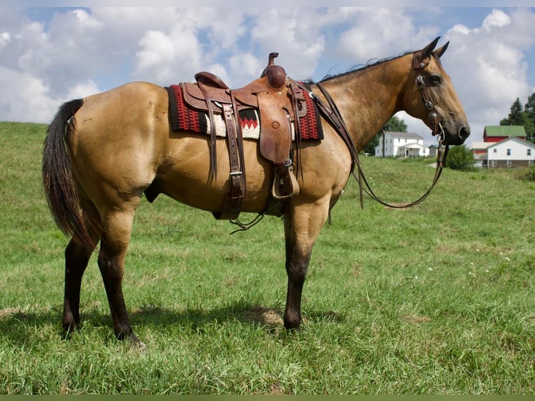 American Quarter Horse Mix Wallach 14 Jahre 155 cm Buckskin in Millersburg, OH