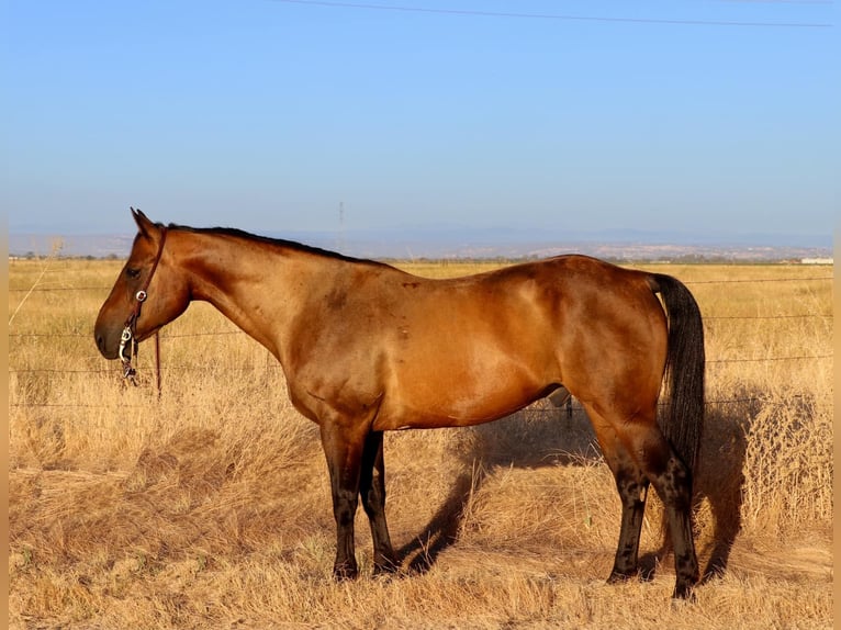 American Quarter Horse Wallach 14 Jahre 155 cm Buckskin in Pleasant Grove CA