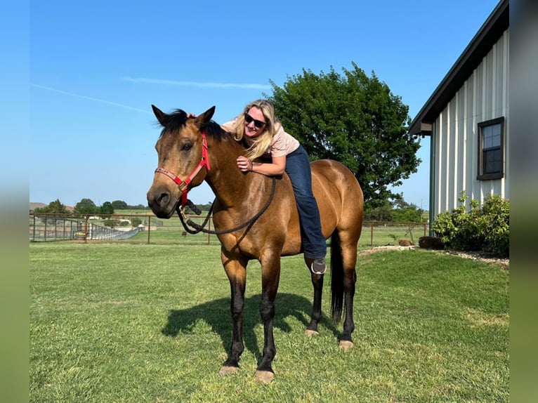 American Quarter Horse Wallach 14 Jahre 155 cm Buckskin in Joshua TX