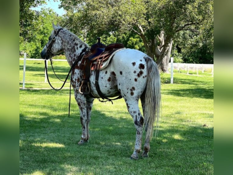 American Quarter Horse Wallach 14 Jahre 155 cm Dunkelfuchs in Zearing ia