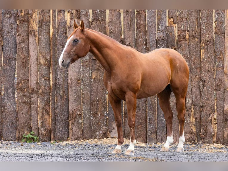 American Quarter Horse Wallach 14 Jahre 155 cm Dunkelfuchs in Everett PA